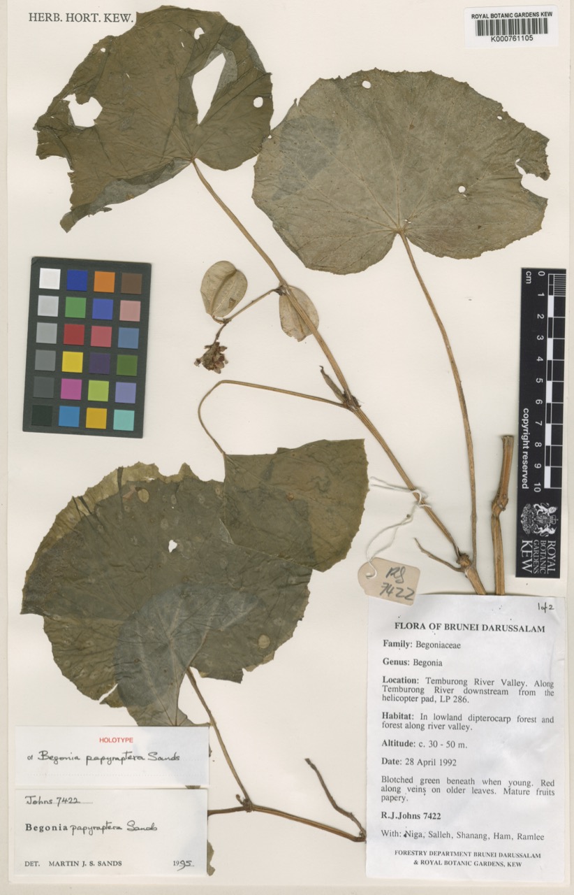 B. papyraptera